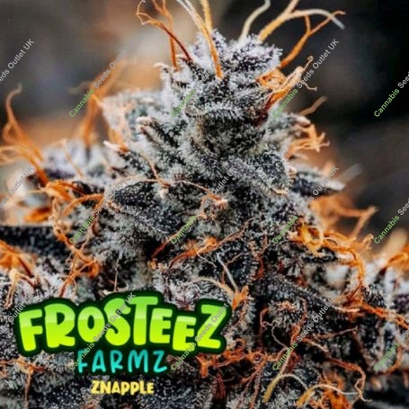Znapple Feminized Marijuana Strain by Frosteez Farmz For Sale Online at Cannabis Seeds Outlet