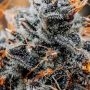 Frosteez Farmz Cannabis Strain Znapple Feminized Marijuana Seeds Original Collector Souvenir Authentic Packaging Packs