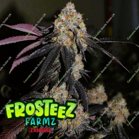 Zangria Feminized Marijuana Strain by Frosteez Farmz For Sale Online at Cannabis Seeds Outlet