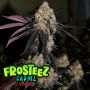 Zangria Feminized Marijuana Strain by Frosteez Farmz For Sale Online at Cannabis Seeds Outlet