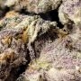 Frosteez Farmz Cannabis Strain Zangria Feminized Marijuana Seeds Original Collector Souvenir Authentic Packaging Packs