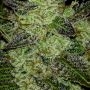 Frosteez Farmz Cannabis Strain Gusherz Feminized Marijuana Seeds Original Collector Souvenir Authentic Packaging Packs