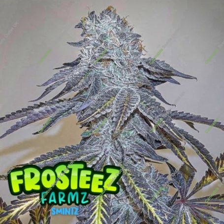 Zmints Feminized Marijuana Strain by Frosteez Farmz For Sale Online at Cannabis Seeds Outlet