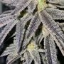 Frosteez Farmz Zmints Smoke Buds Weed Ganja Skunk Dope Pot Images Pics Nuggets