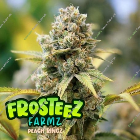 Peach Ringz Feminized Marijuana Strain by Frosteez Farmz For Sale Online at Cannabis Seeds Outlet
