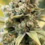 Frosteez Farmz Cannabis Strain Peach Ringz Feminized Marijuana Seeds Original Collector Souvenir Authentic Packaging Packs