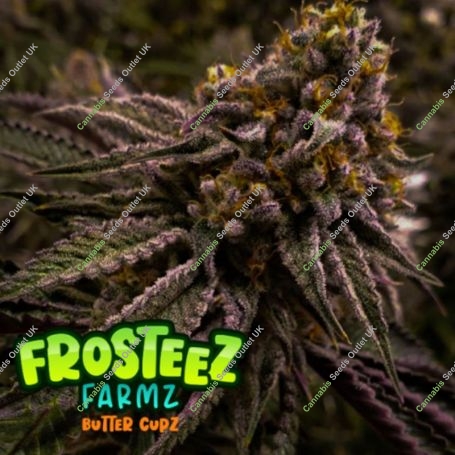 Butter Cupz Feminized Marijuana Strain by Frosteez Farmz For Sale Online at Cannabis Seeds Outlet