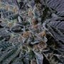 Frosteez Farmz Butter Cupz Smoke Buds Weed Ganja Skunk Dope Pot Images Pics Nuggets