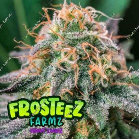 Froot Loopz Feminized Marijuana Strain by Frosteez Farmz For Sale Online at Cannabis Seeds Outlet