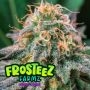 Froot Loopz Feminized Marijuana Strain by Frosteez Farmz For Sale Online at Cannabis Seeds Outlet
