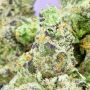 Frosteez Farmz Cannabis Strain Froot Loopz Feminized Marijuana Seeds Original Collector Souvenir Authentic Packaging Packs