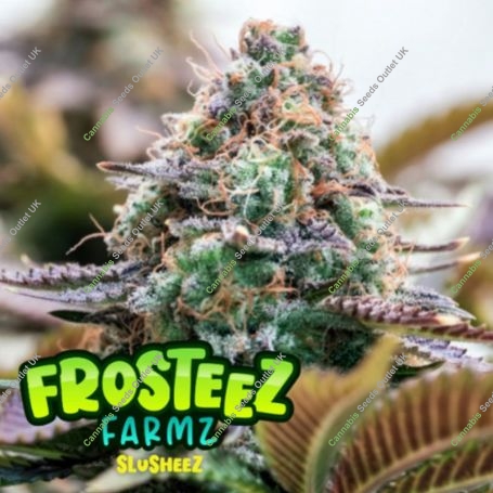Slusheez Feminized Marijuana Strain by Frosteez Farmz For Sale Online at Cannabis Seeds Outlet