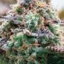 Frosteez Farmz Cannabis Strain Slusheez Feminized Marijuana Seeds Original Collector Souvenir Authentic Packaging Packs