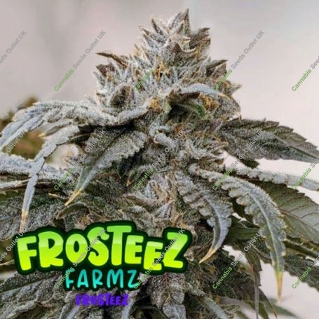 Frosteez Feminized Marijuana Strain by Frosteez Farmz For Sale Online at Cannabis Seeds Outlet
