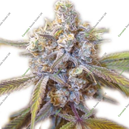 Super Jack Herer Feminized Marijuana Strain by Our Own Weed Breeders For Sale Online at Cannabis Seeds Outlet