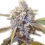 Super Jack Herer Feminized Marijuana Strain by Our Own Weed Breeders For Sale Online at Cannabis Seeds Outlet