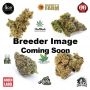 Florida Lemon Feminized by DNA Genetics THC Content Potency Strength CBD Height Yield Flowering Time Indica Sativa Genetics