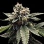 DNA Genetics Kosher Dawg Smoke Buds Weed Ganja Skunk Dope Pot Images Pics Nuggets