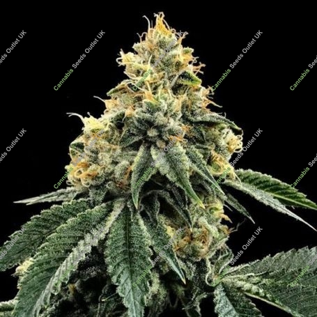Kosher Dawg Feminized Marijuana Strain by DNA Genetics For Sale Online at Cannabis Seeds Outlet