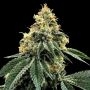 Kosher Dawg Feminized Marijuana Strain by DNA Genetics For Sale Online at Cannabis Seeds Outlet