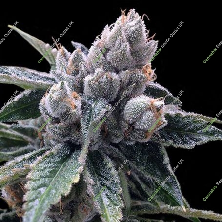 White Walker Kush - Feminized Marijuana Strain by DNA Genetics For Sale Online at Cannabis Seeds Outlet