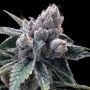 White Walker Kush - Feminized Marijuana Strain by DNA Genetics For Sale Online at Cannabis Seeds Outlet