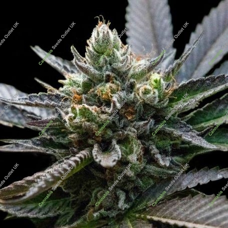 LA Sorbet Feminized Marijuana Strain by DNA Genetics For Sale Online at Cannabis Seeds Outlet