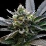 LA Sorbet Feminized Marijuana Strain by DNA Genetics For Sale Online at Cannabis Seeds Outlet