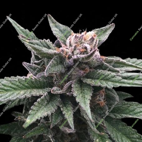 Triple Scoop Feminized Marijuana Strain by DNA Genetics For Sale Online at Cannabis Seeds Outlet