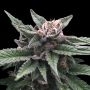 Triple Scoop Feminized Marijuana Strain by DNA Genetics For Sale Online at Cannabis Seeds Outlet