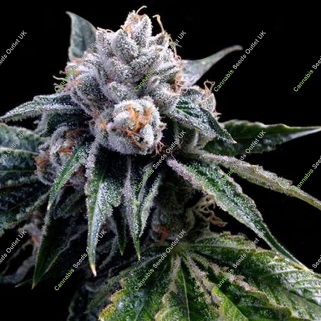 Lemon Walker Feminized Marijuana Strain by DNA Genetics For Sale Online at Cannabis Seeds Outlet