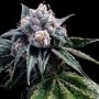 Lemon Walker Feminized Marijuana Strain by DNA Genetics For Sale Online at Cannabis Seeds Outlet