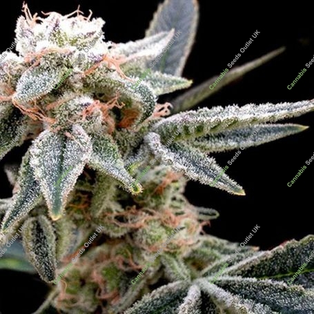 White Alien Feminized Marijuana Strain by DNA Genetics For Sale Online at Cannabis Seeds Outlet