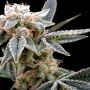 White Alien Feminized Marijuana Strain by DNA Genetics For Sale Online at Cannabis Seeds Outlet