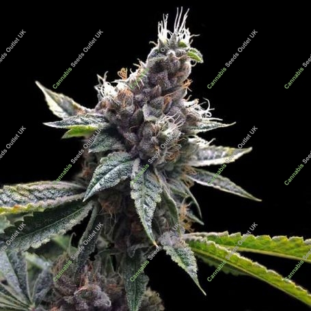 Florida Gold Feminized Marijuana Strain by DNA Genetics For Sale Online at Cannabis Seeds Outlet