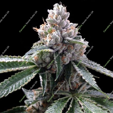 Florida OG Feminized Marijuana Strain by DNA Genetics For Sale Online at Cannabis Seeds Outlet