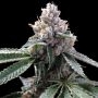 Florida OG Feminized Marijuana Strain by DNA Genetics For Sale Online at Cannabis Seeds Outlet