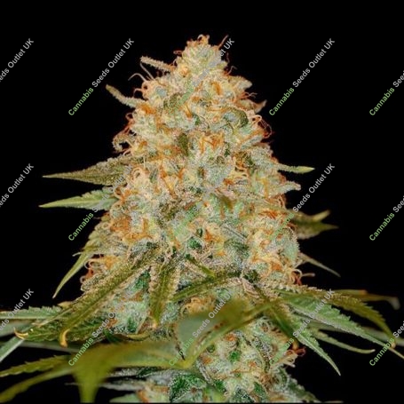 LA Chocolate Feminized Marijuana Strain by DNA Genetics For Sale Online at Cannabis Seeds Outlet