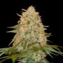 LA Chocolate Feminized Marijuana Strain by DNA Genetics For Sale Online at Cannabis Seeds Outlet