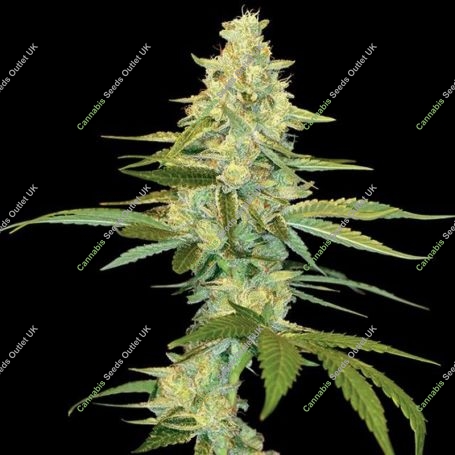 Cannalope Kush Feminized Marijuana Strain by DNA Genetics For Sale Online at Cannabis Seeds Outlet