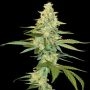 Cannalope Kush Feminized Marijuana Strain by DNA Genetics For Sale Online at Cannabis Seeds Outlet