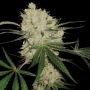 DNA Genetics Cannalope Kush Smoke Buds Weed Ganja Skunk Dope Pot Images Pics Nuggets