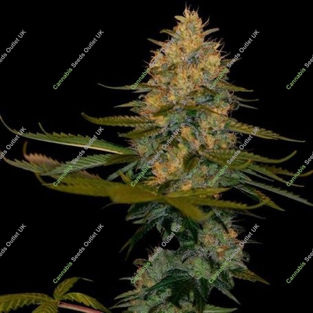 Exodus Kush Feminized Marijuana Strain by DNA Genetics For Sale Online at Cannabis Seeds Outlet