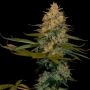 Exodus Kush Feminized Marijuana Strain by DNA Genetics For Sale Online at Cannabis Seeds Outlet