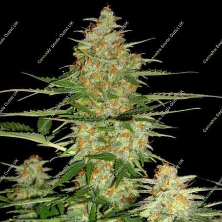 60 Day Wonder Feminized Marijuana Strain by DNA Genetics For Sale Online at Cannabis Seeds Outlet