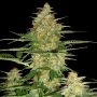 60 Day Wonder Feminized Marijuana Strain by DNA Genetics For Sale Online at Cannabis Seeds Outlet