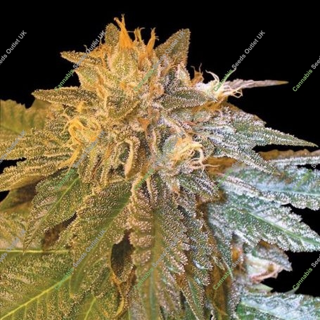 LA Confidential Feminized Marijuana Strain by DNA Genetics For Sale Online at Cannabis Seeds Outlet