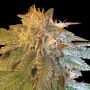 LA Confidential Feminized Marijuana Strain by DNA Genetics For Sale Online at Cannabis Seeds Outlet