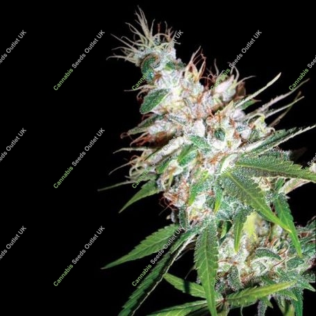 LA Woman Feminized Marijuana Strain by DNA Genetics For Sale Online at Cannabis Seeds Outlet