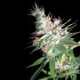 LA Woman Feminized Marijuana Strain by DNA Genetics For Sale Online at Cannabis Seeds Outlet